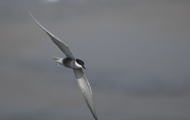 Whiskered tern (Chlidonias hybrida)