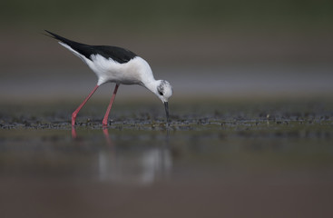 Black winged stilt