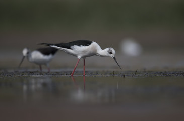 Black winged stilt