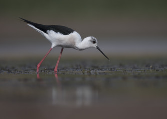 Black winged stilt
