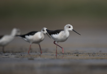 Black winged stilt