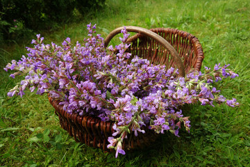 Salbei, Blüten, frisch gesammelt, in einem Korb