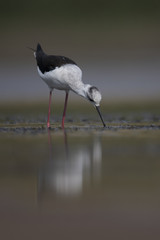 Black winged stilt