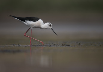 Black winged stilt