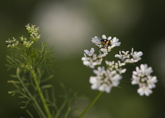 Ladybug on grass