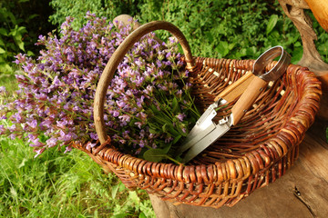 Salbei, Bl&uuml;ten, frisch gesammelt, in einem Korb