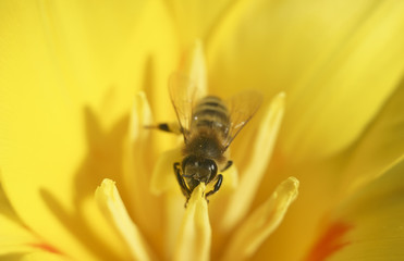 bee on a bright yellow flower closeup