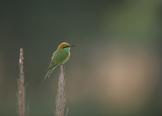 Little green Bee Eater