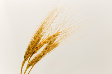 wheat on a white background