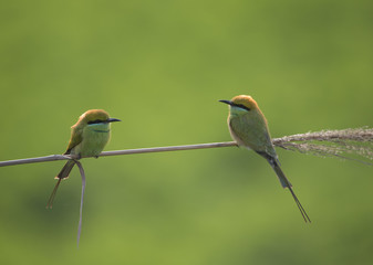 Little green Bee Eater