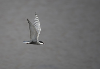 Whiskered tern (Chlidonias hybrida)