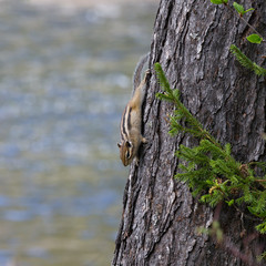 Chipmunk on a tree trunk
