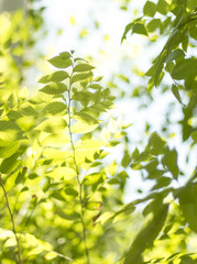 Background of green tree leaves