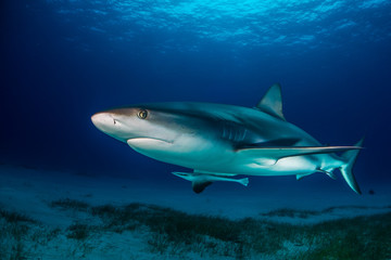 Reef Shark Bahamas