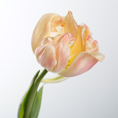 Fototapeta na wymiar Gently pink tulip isolated on white background.
