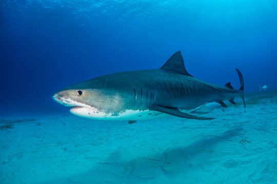 Tiger shark Bahamas