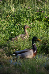 Ducks in long grass taken in Spain. 