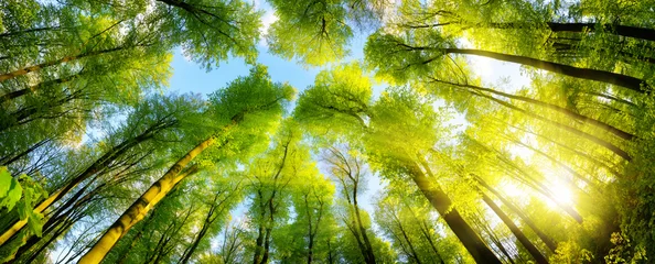 Fototapeten Grüne Baumkronen im warmen Sonnenschein als Panorama © Smileus