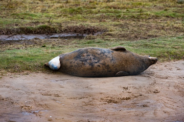 Grey Seal