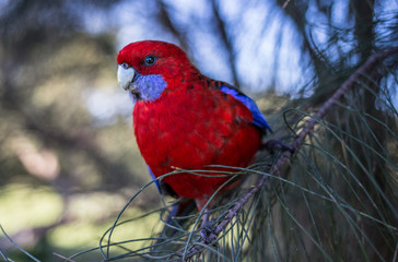 Red Rosella making eye contact from its perch