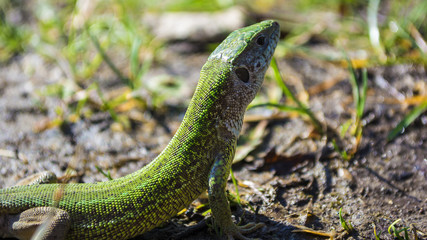 European green lizard (Lacerta viridis) sunbathing.