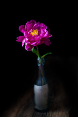 burgundy, red, bright red peony - floral black background