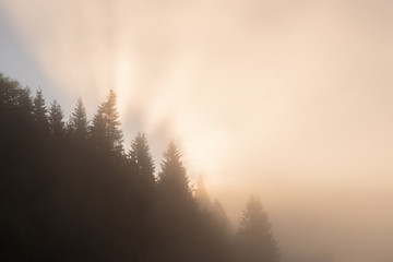 Sonnenstrahlen im nebel scheinen hinter den Bäumen
