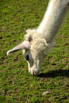 Alpaka