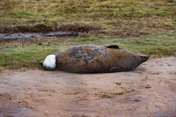 Grey Seal