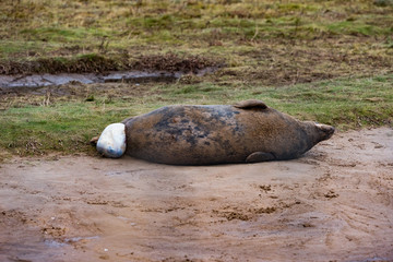 Grey Seal