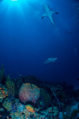 Reef Shark Bahamas
