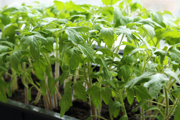 Spring shoots. Young grown in a greenhouse in a box seedlings of tomatoes.