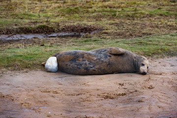 Grey Seal