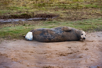 Grey Seal