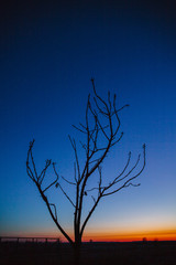 Silhouette of a tree without leaves against the background of a red-blue sky at dawn.