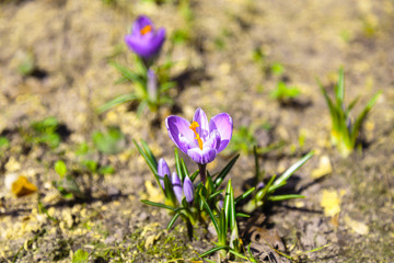 Crocus flowers in the spring garden