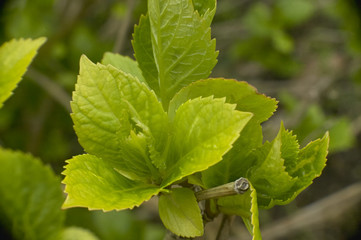 The new leaves in spring