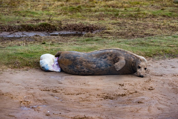 Grey Seal