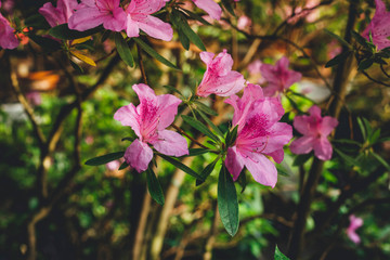 Blooming Rhododendron selection in a greenhouse. flower background