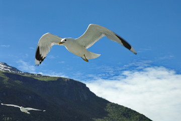 Norway. Sognefjord. Seaulls overboard the pleasure boat