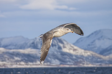 seagull Northern Norway