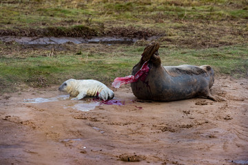 Grey Seal