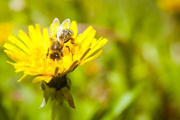 Bee on dandelion