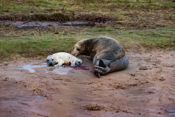 Grey Seal