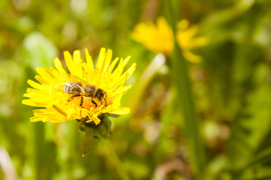 Bee working on dandelion flower