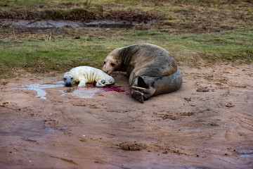 Grey Seal