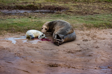 Grey Seal