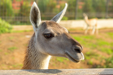 adorable lama portrait in the park