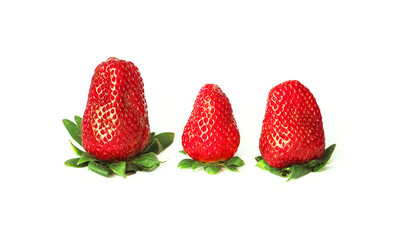 Three fresh ripe juicy garden strawberries isolated on white background. Edible, red fruit of the plant fragaria ananassa, rosaceae. Close-up, macro. Green stem