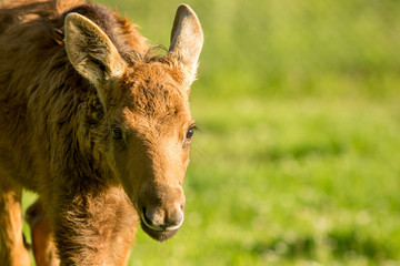 cute small elk portrait in wildlife